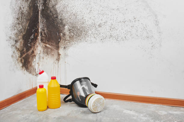 Best Commercial Mold Remediation in Llender, CA