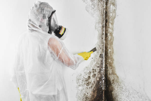 Reliable Callender, CA Mold Remediation Solutions
