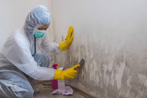 Best Attic Mold Remediation in Llender, CA