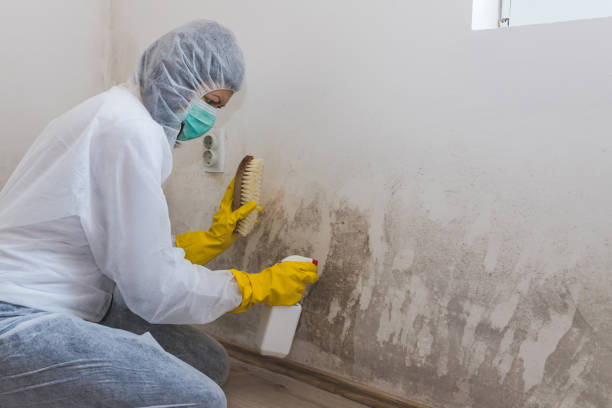 Best Bathroom Mold Remediation in Llender, CA