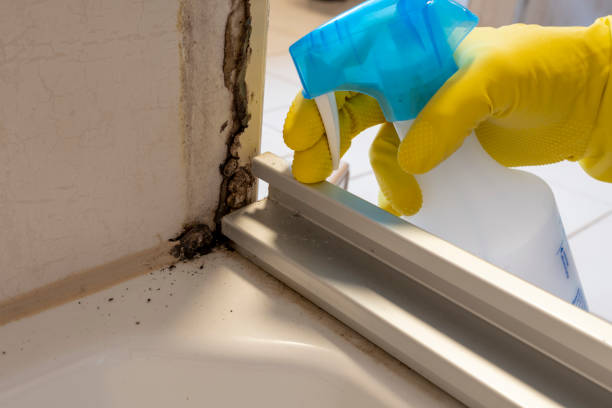 Best Mold Remediation for Specific Building Types in Llender, CA