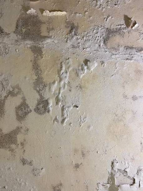 Best Black Mold Remediation in Llender, CA