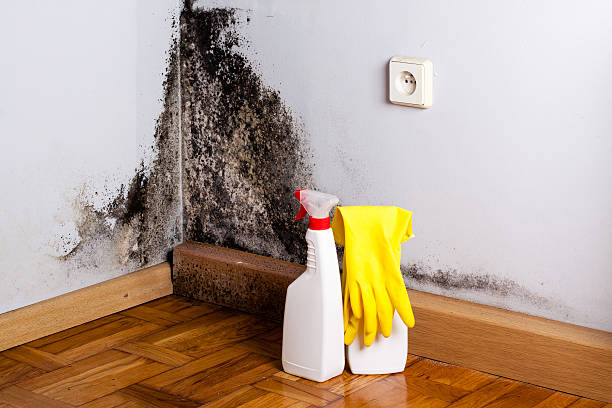Best Post-Flood Mold Remediation in Llender, CA