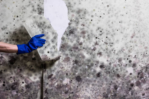 Best Insurance-Related Mold Remediation in Llender, CA